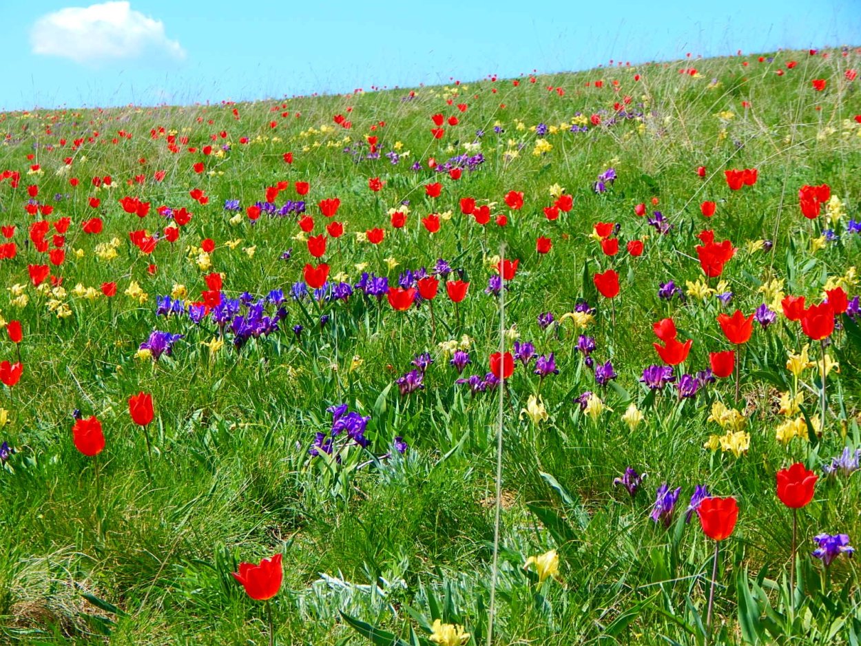 Степные тюльпаны Лазорики