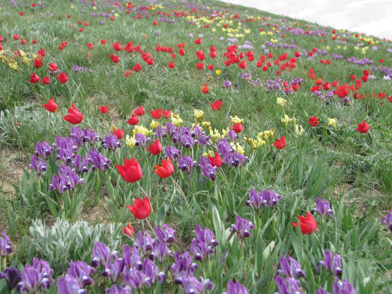 Калмыкия тюльпановые поля