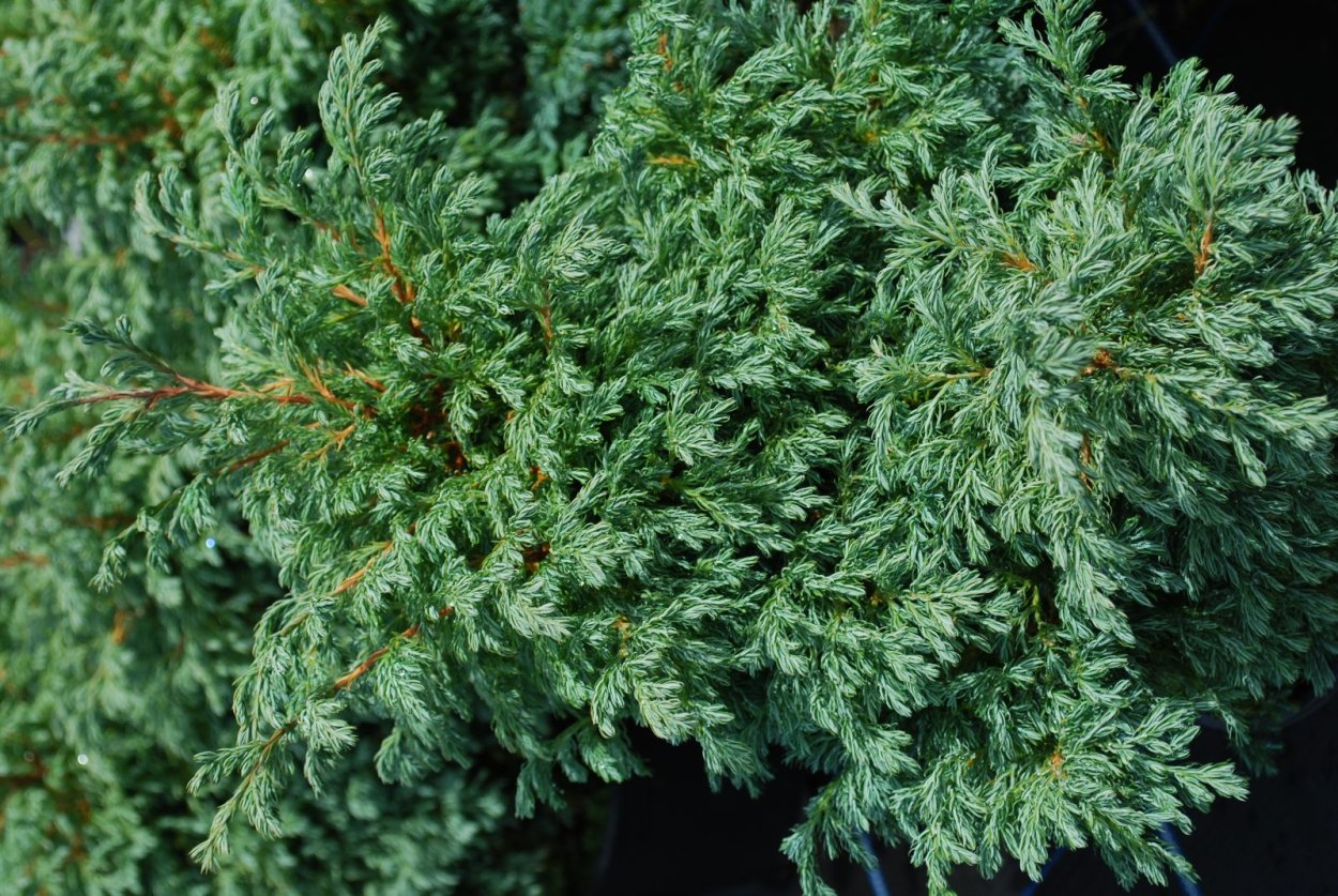 Кипарисовик горохоплодный Boulevard