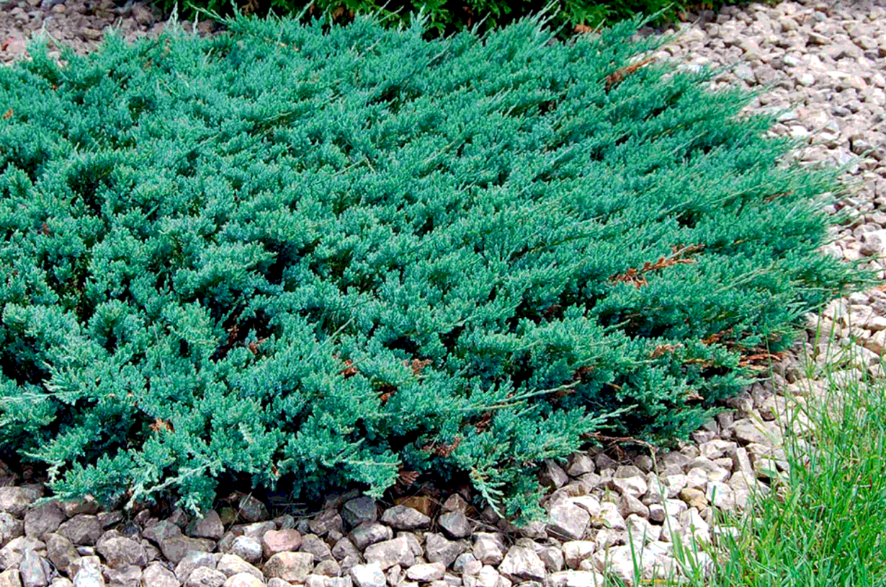 Можжевельник Вилтони