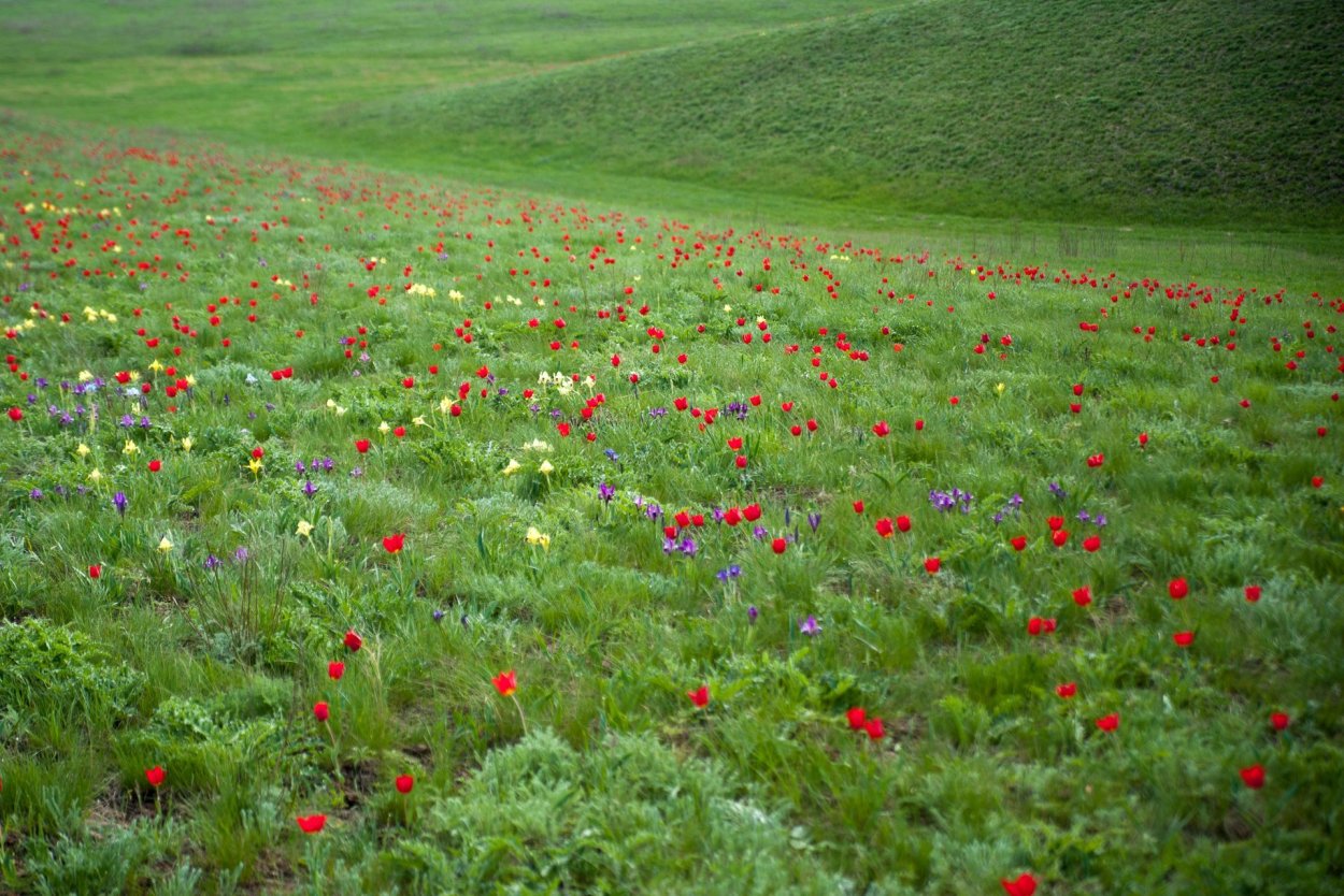 Маковые поля в Крыму