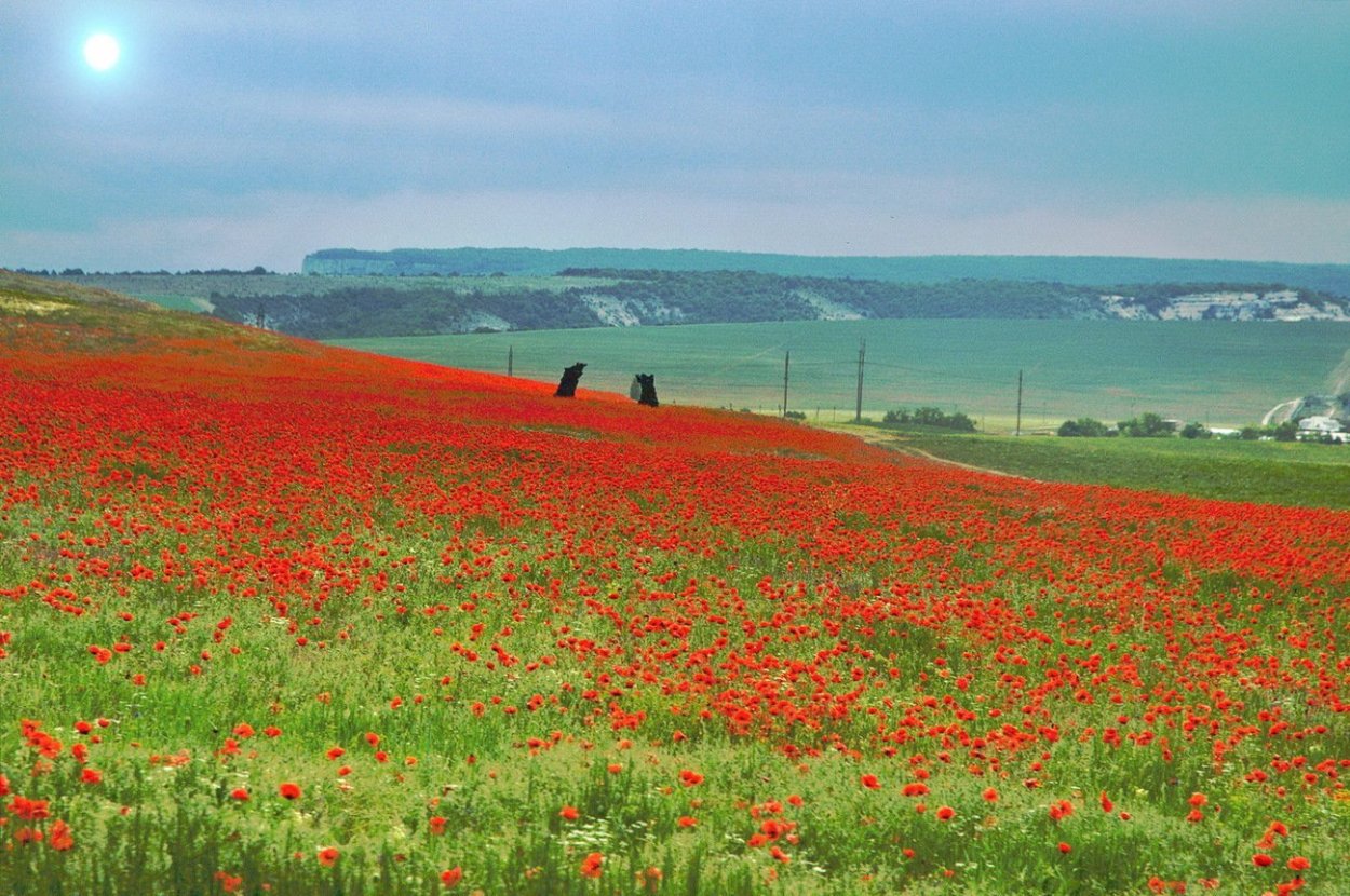 Заказник «тюльпанный» Волгоградская обл