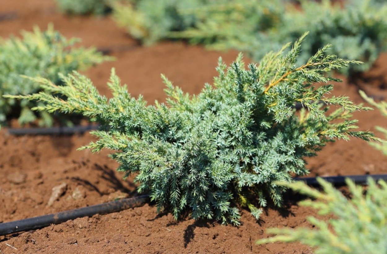 Можжевельник горизонтальный Блю