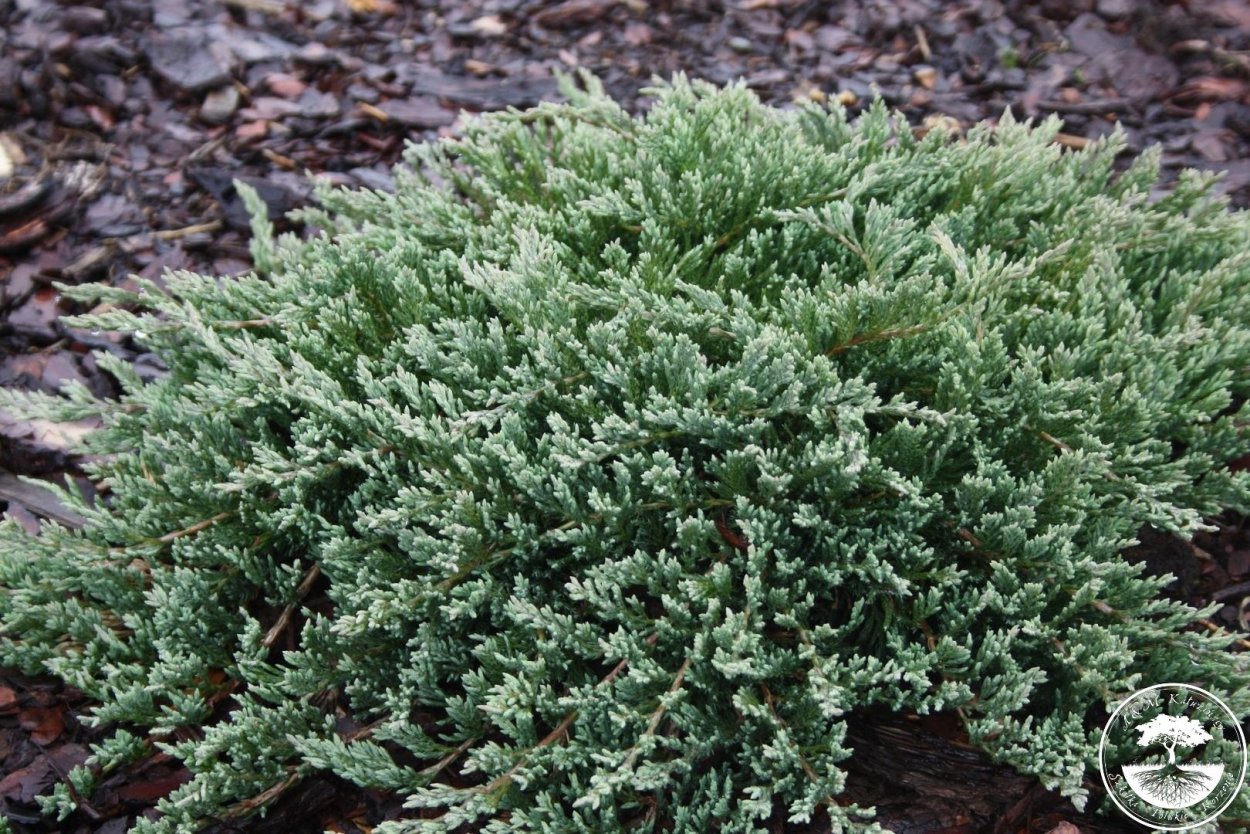 Juniperus horizontalis Turquoise Spreader