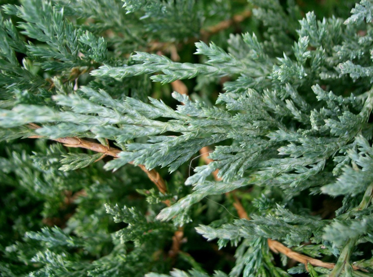 Можжевельник Блю Форрест