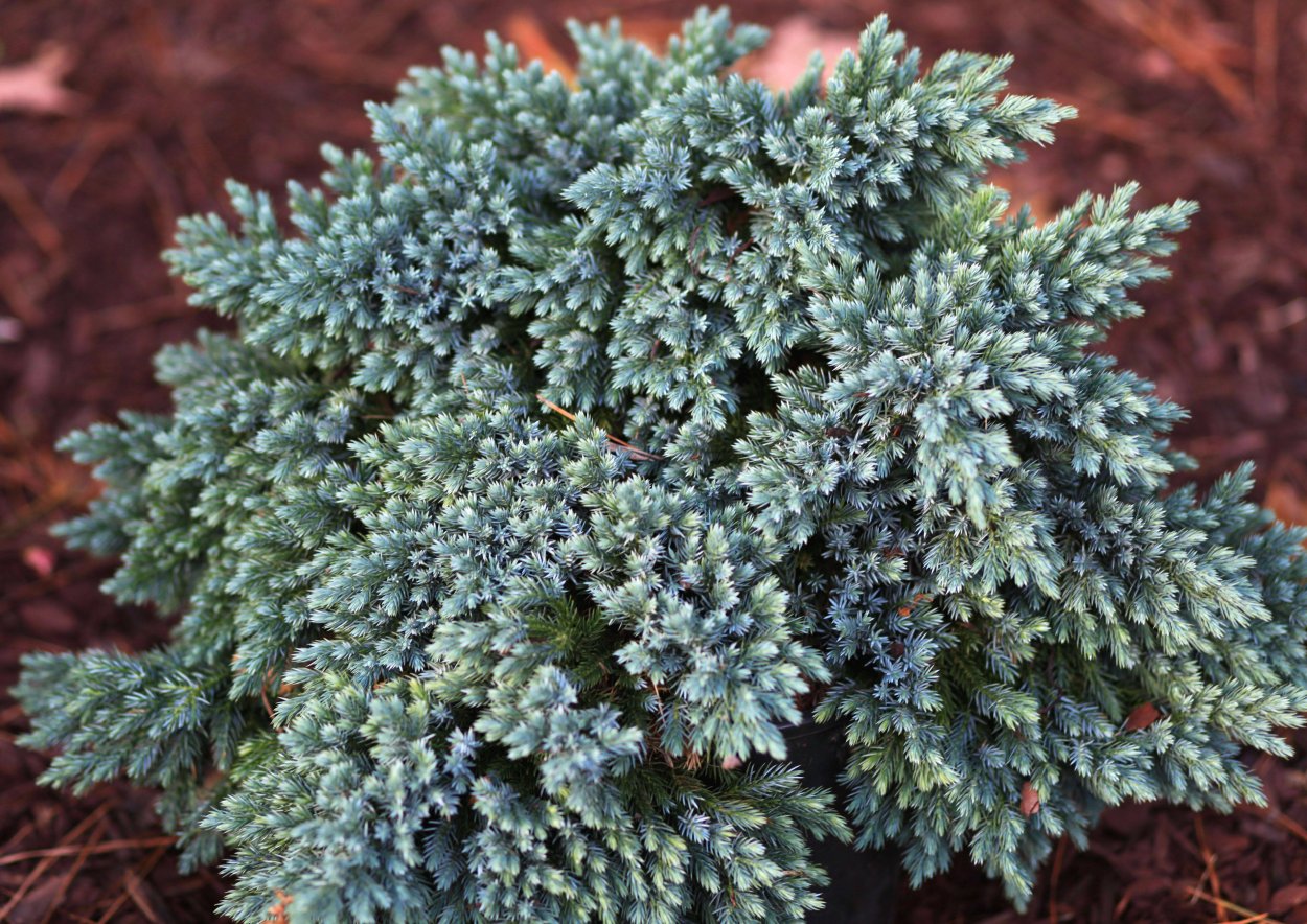 Можжевельник Скуамата Блю