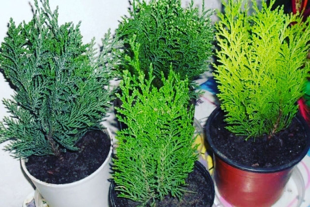 Кипарис икеа