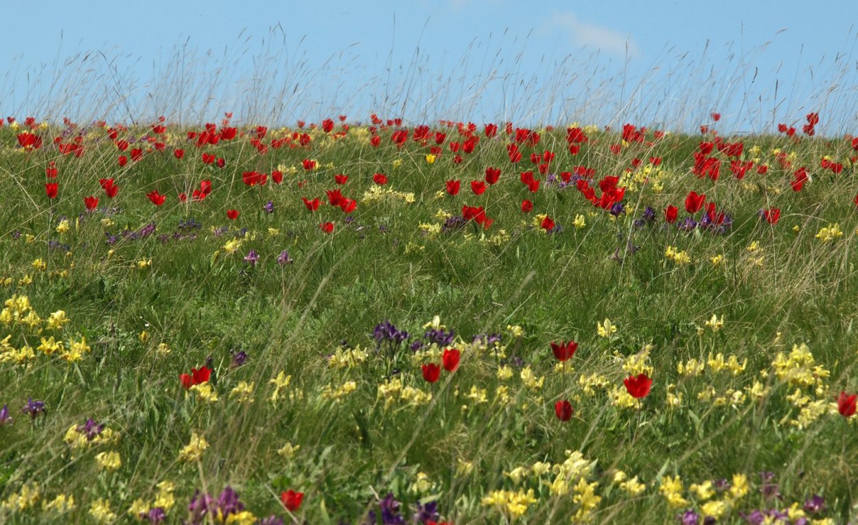 Тюльпановая степь Калмыкия