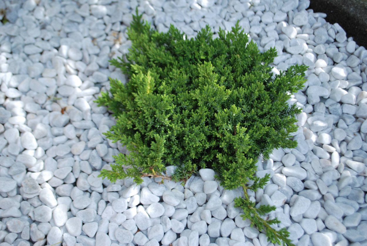 Можжевельник procumbens Nana