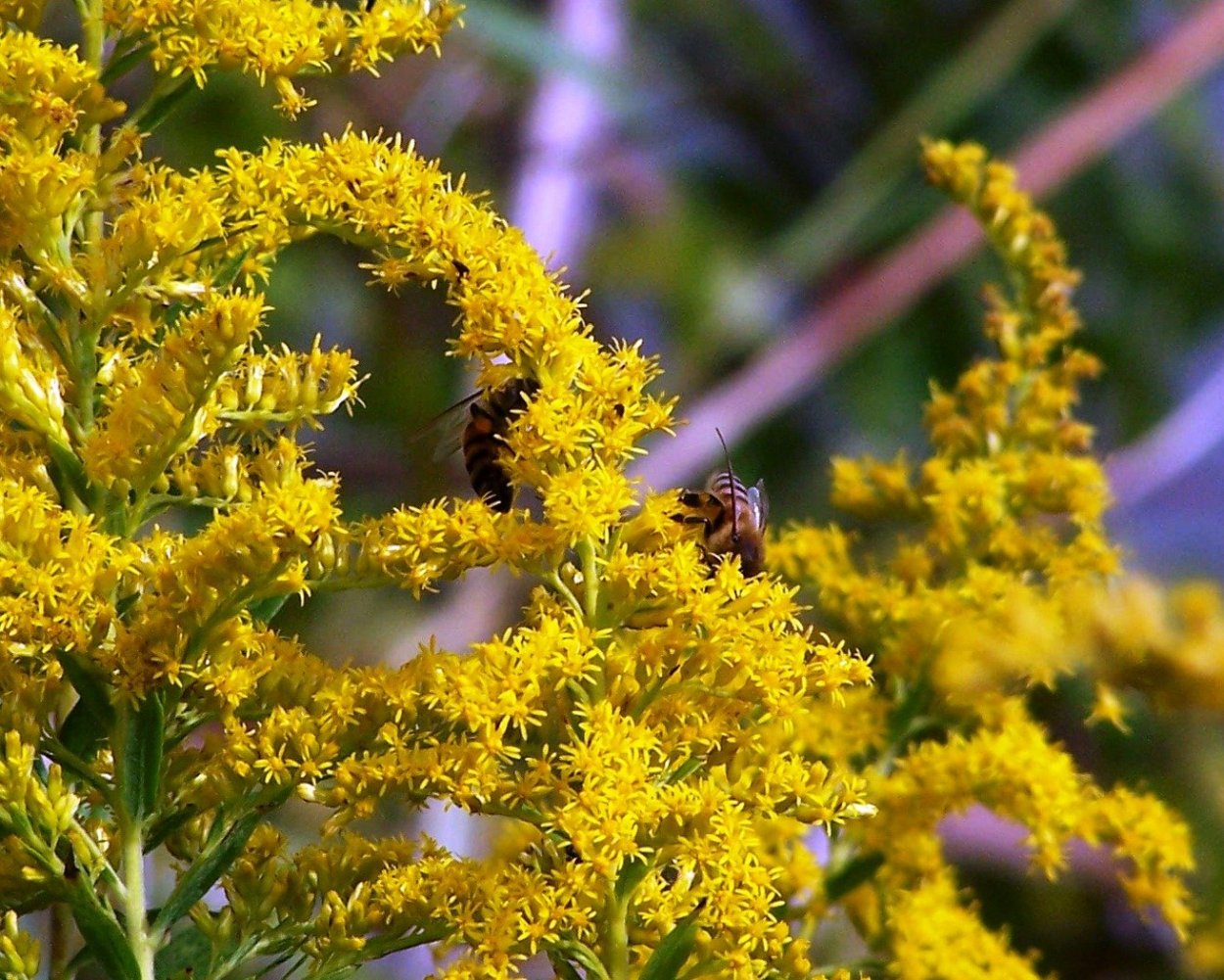 Золотарник обыкновенный (Solidago virgaurea