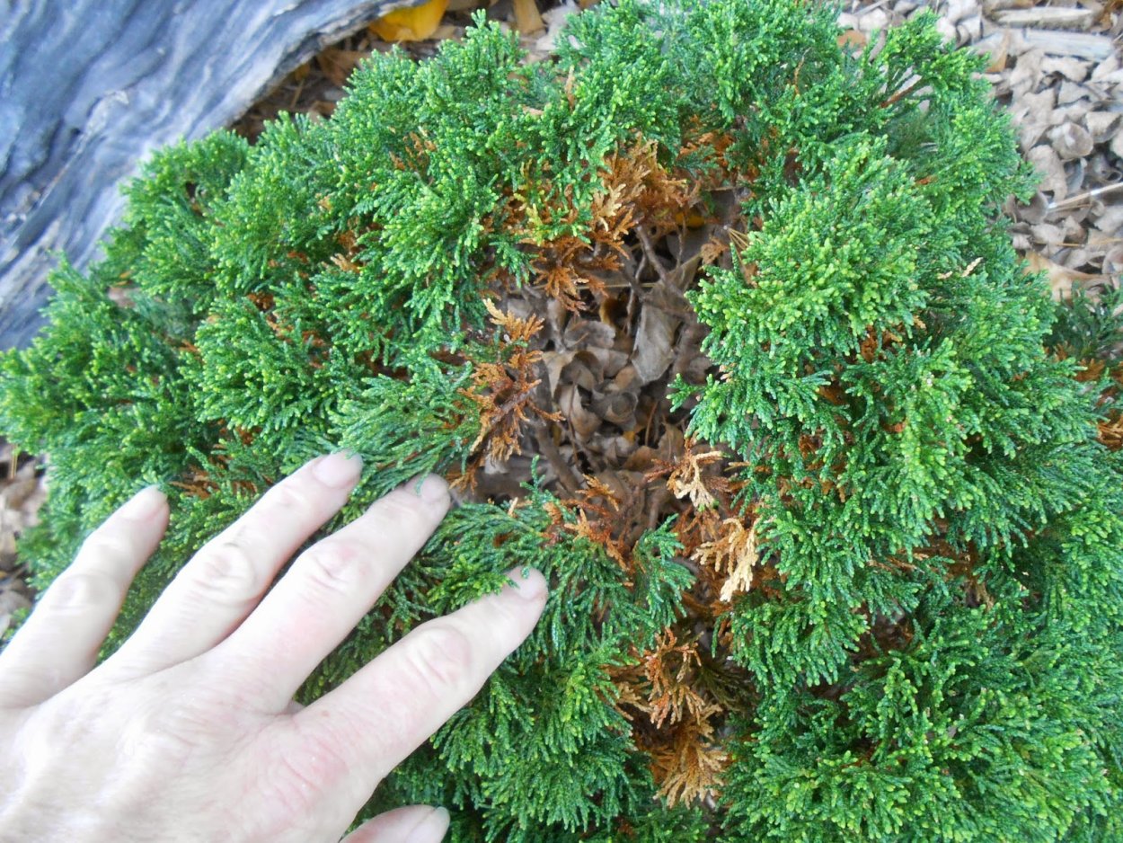 Туя Смарагд подсыхают