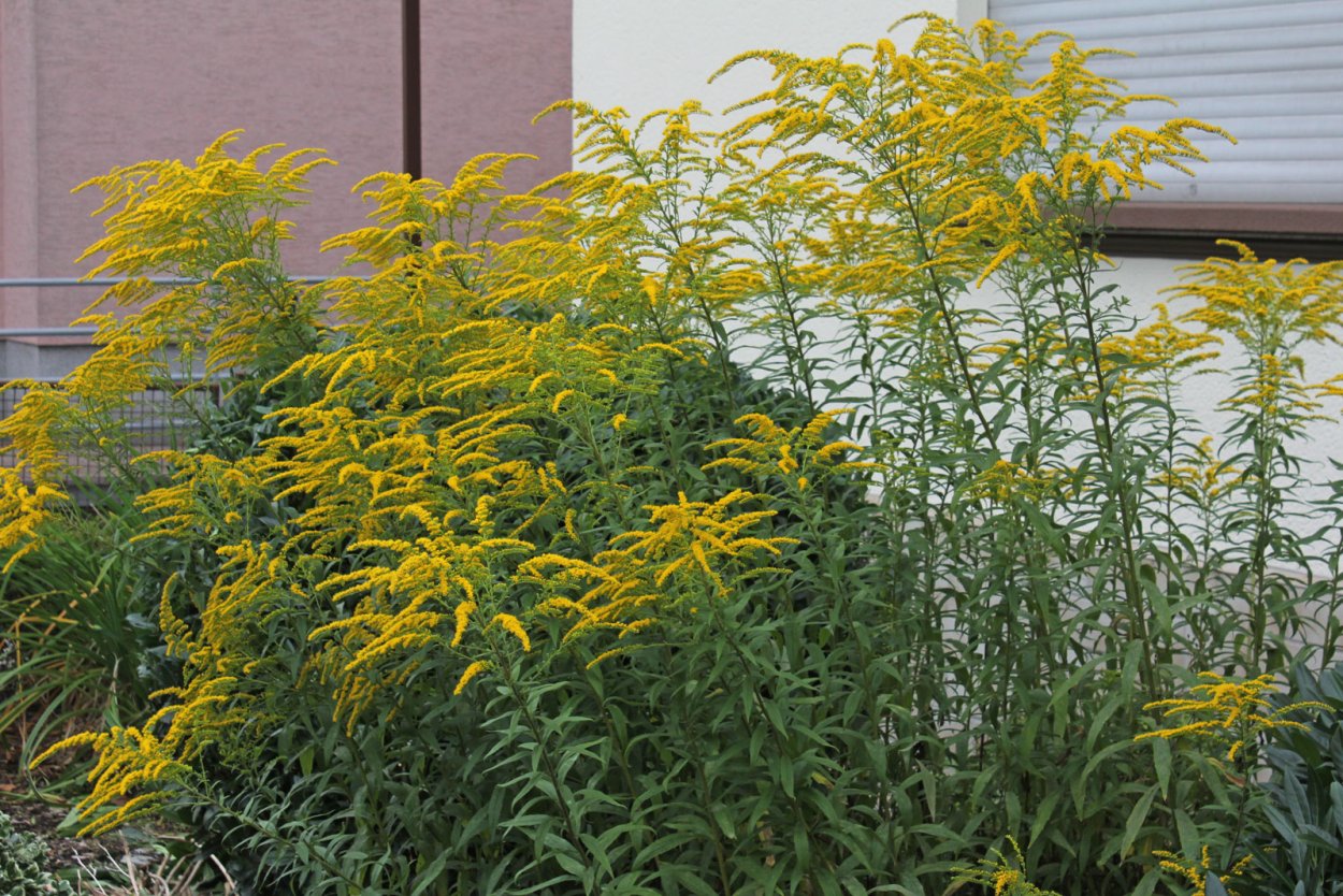 Золотарник канадский (Solidago canadensis l.)