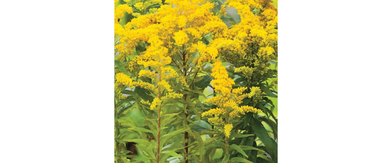 Солидаго скученый (Solidago glomerata `Goldkind`)
