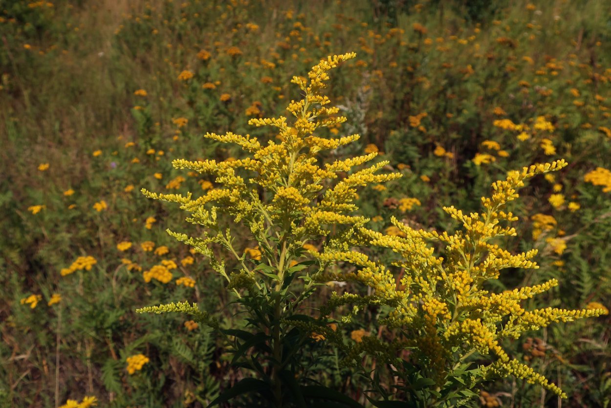 Солидаго извилистостебельный variegata