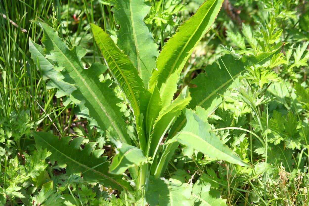 Латук дикий (Lactuca virosa)