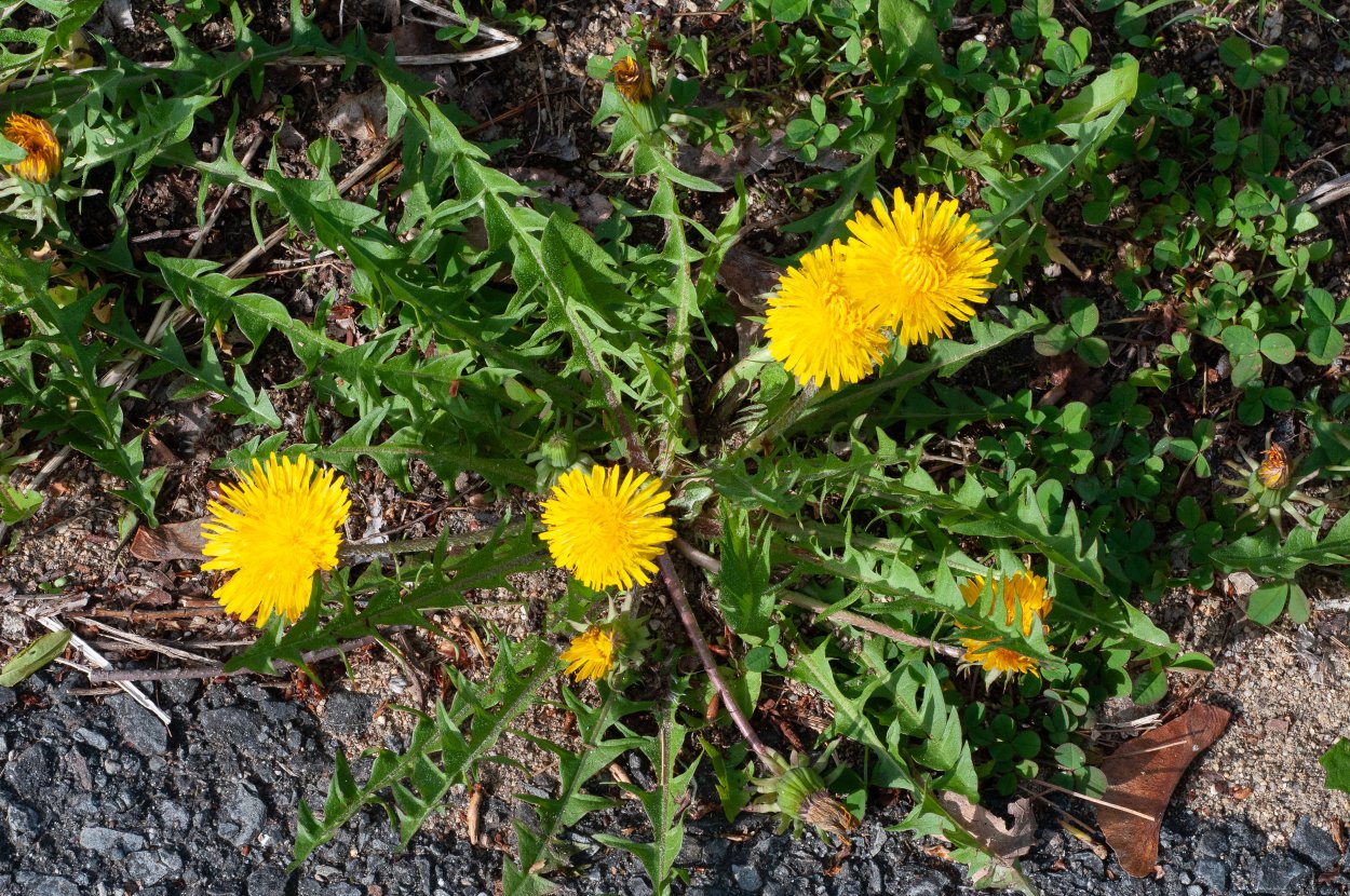 Taraxacum officinale f.h.Wigg. – Одуванчик лекарственный