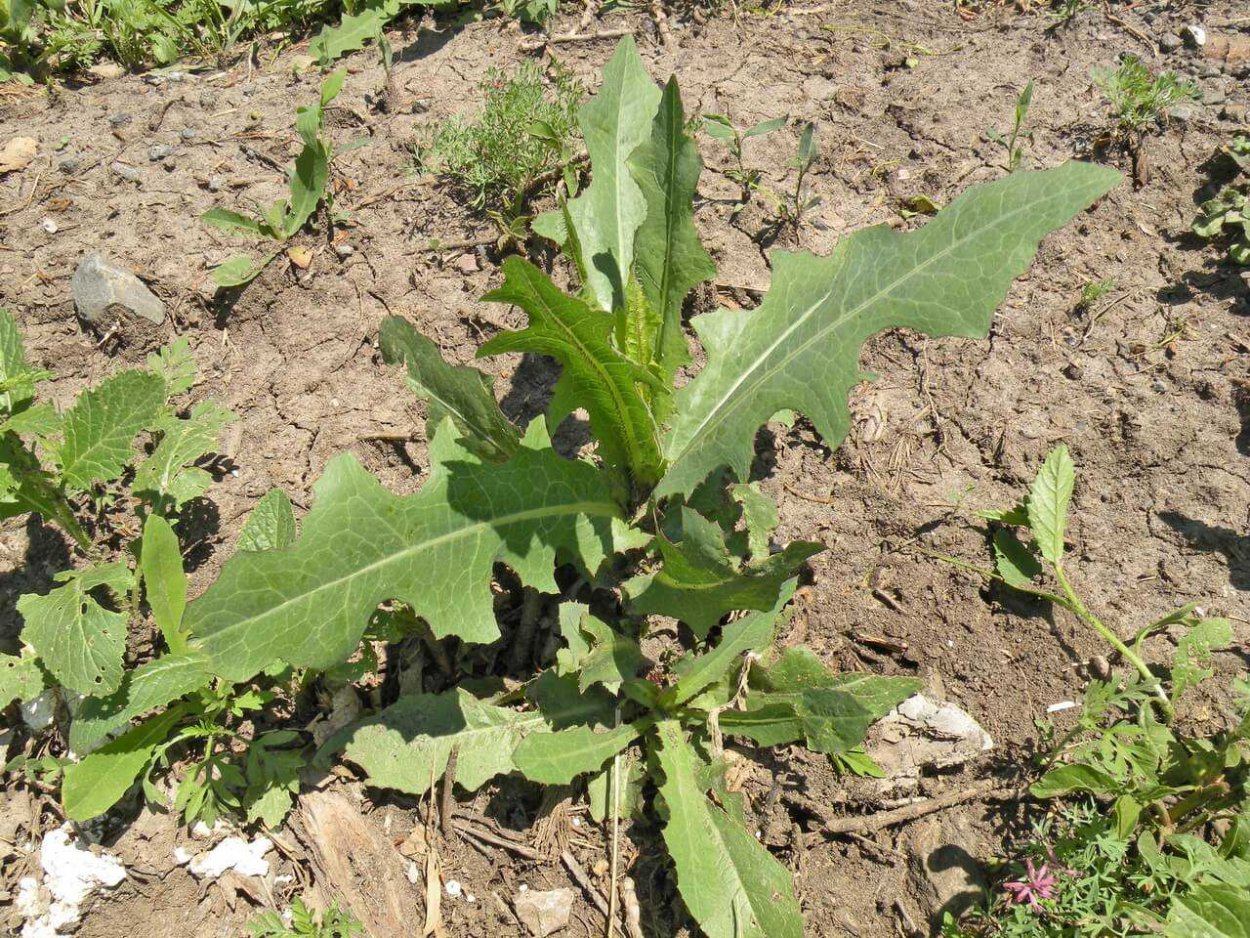 Латук Компасный (Lactuca serriola)