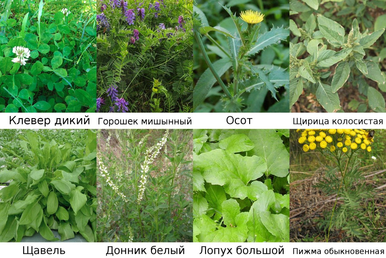 Полезная трава для кроликов