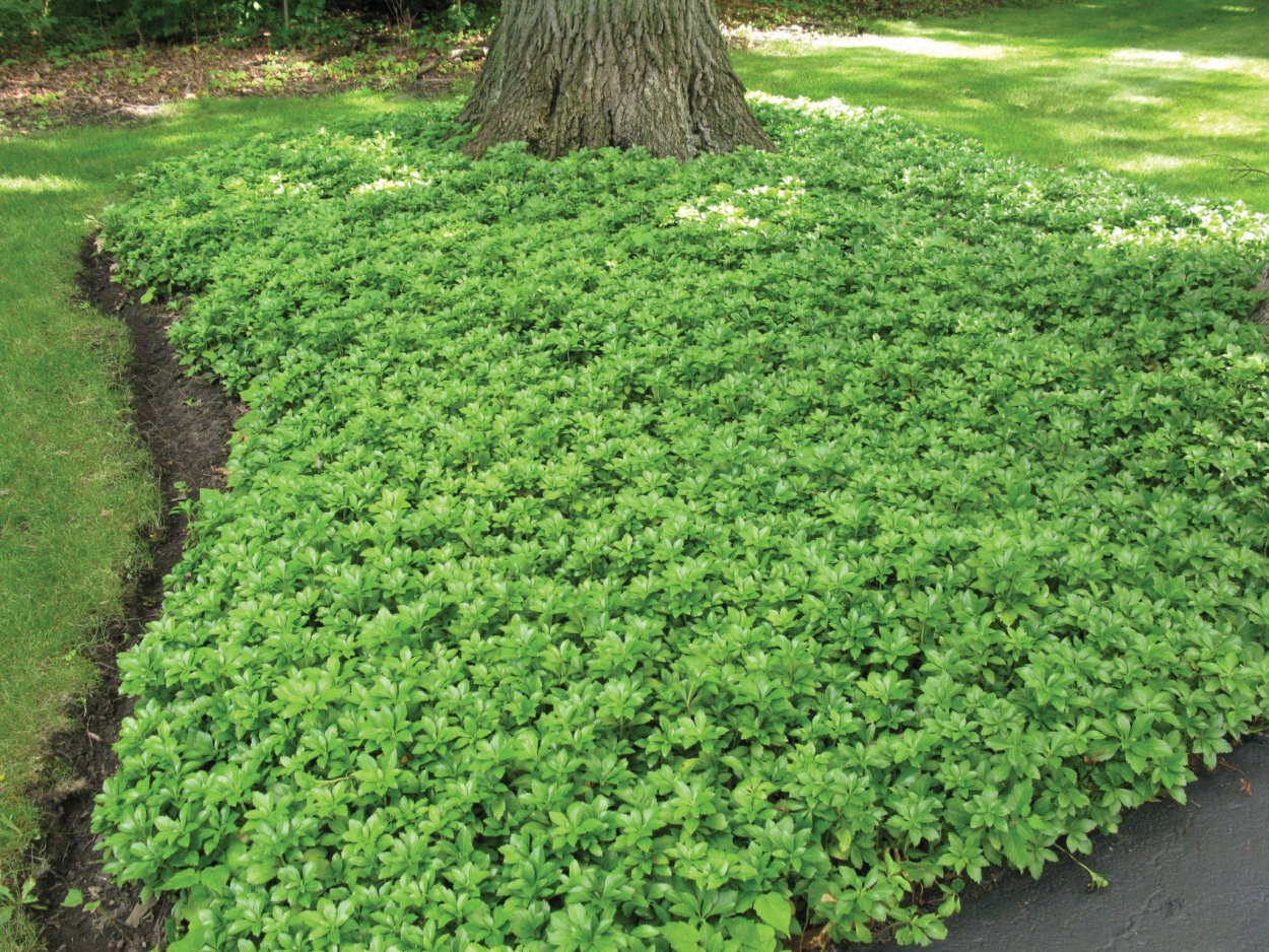 Пахизандра верхушечная Green Carpet