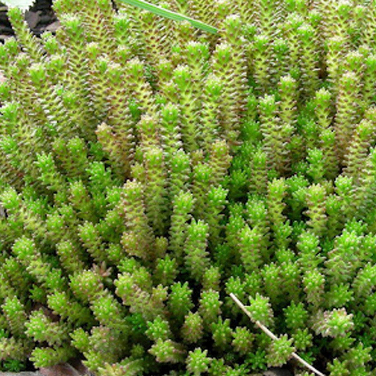 Sedum sexangulare
