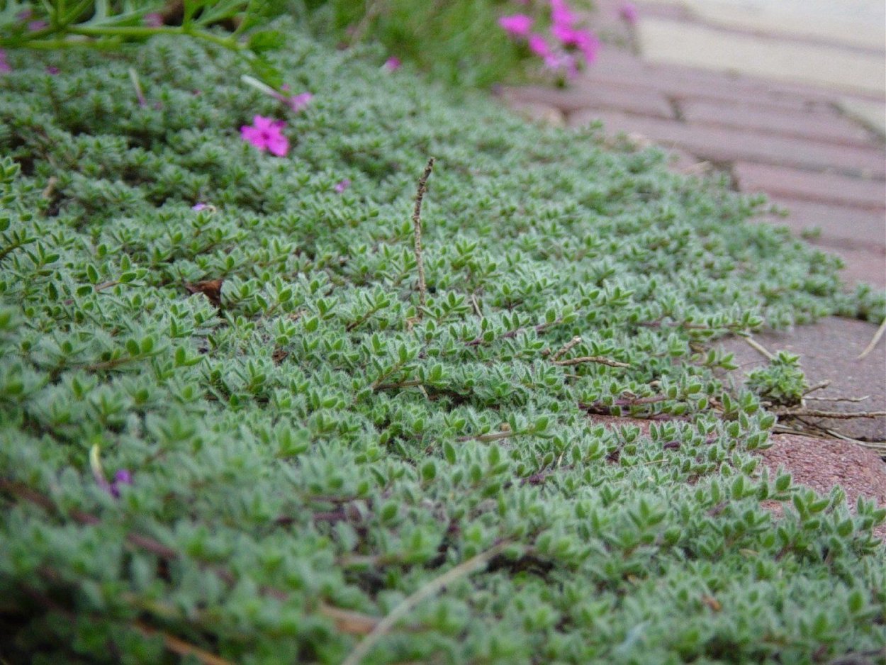 Тимьян ложнопушистый "Thymus"