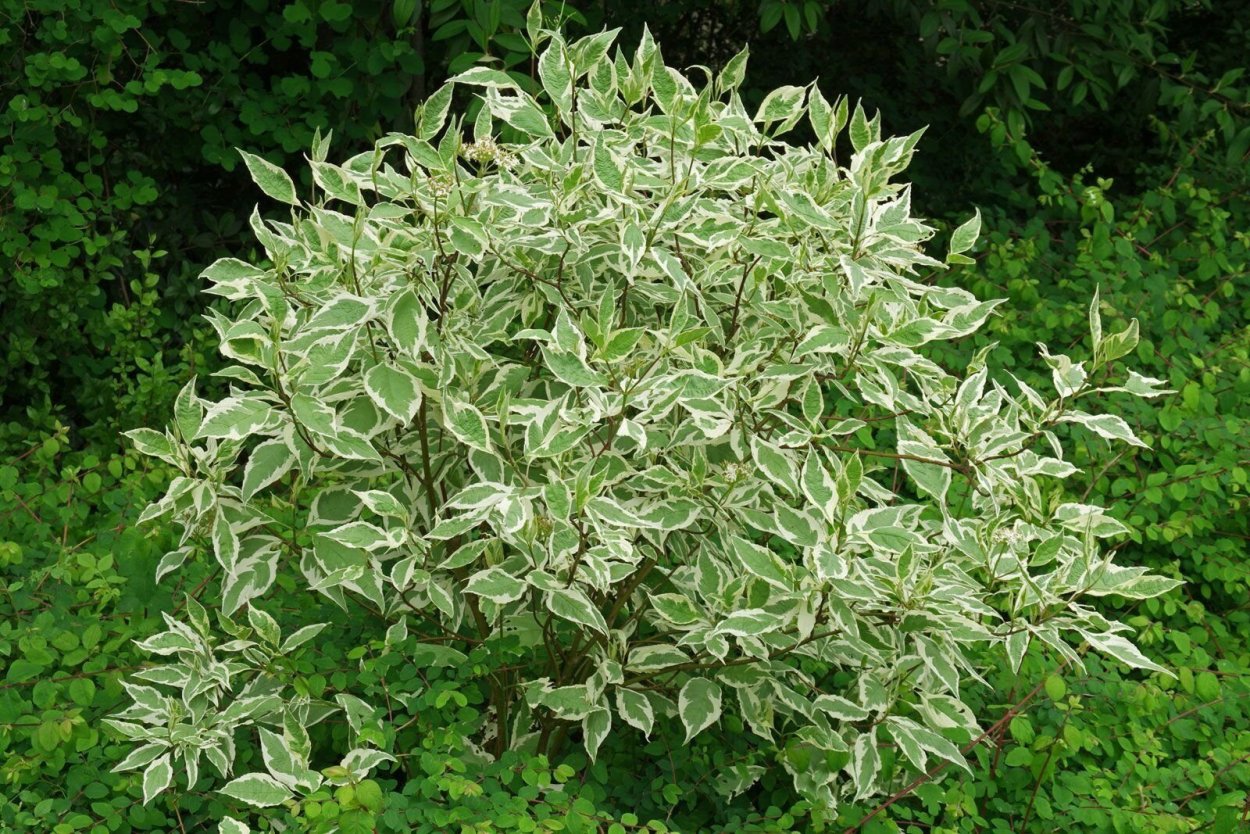 Дерен белый 'elegantissima'