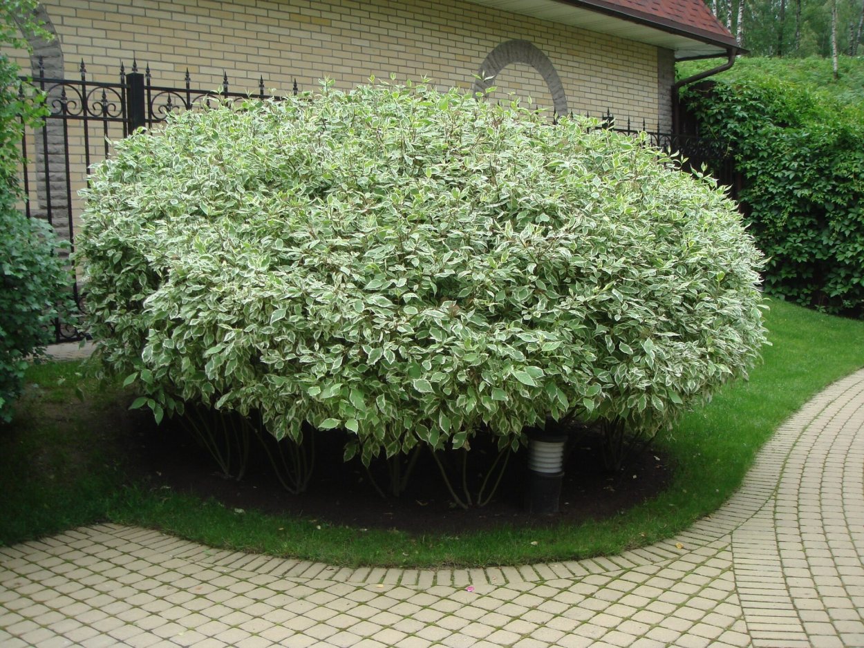 Дерен белый (Cornus Alba)
