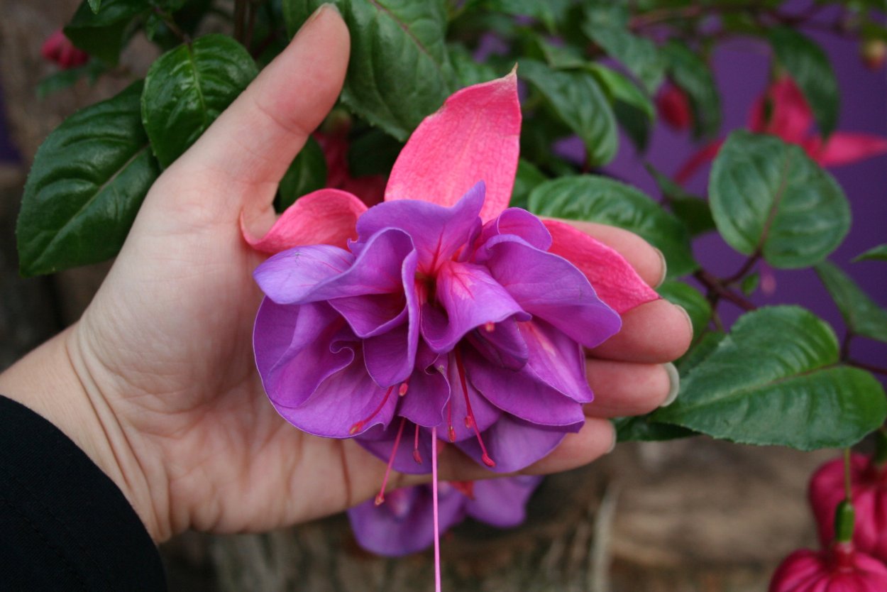 Фуксия Violet Koningin