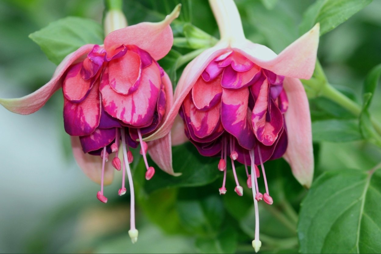 Фуксия Henkelly's Euphemia
