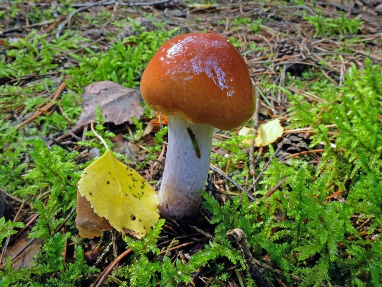 Паутинник двупокровный Cortinarius bivelus
