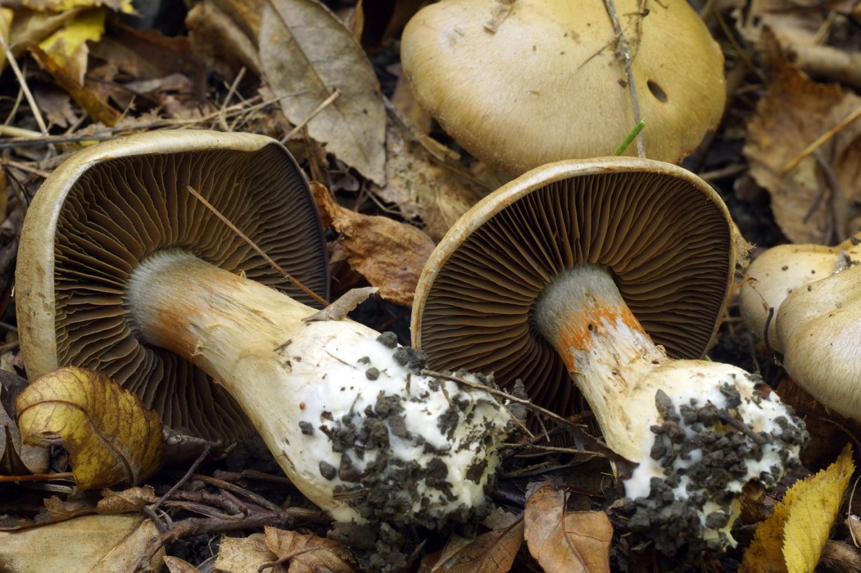 Паутинник голубоствольный (Cortinarius collinitus)
