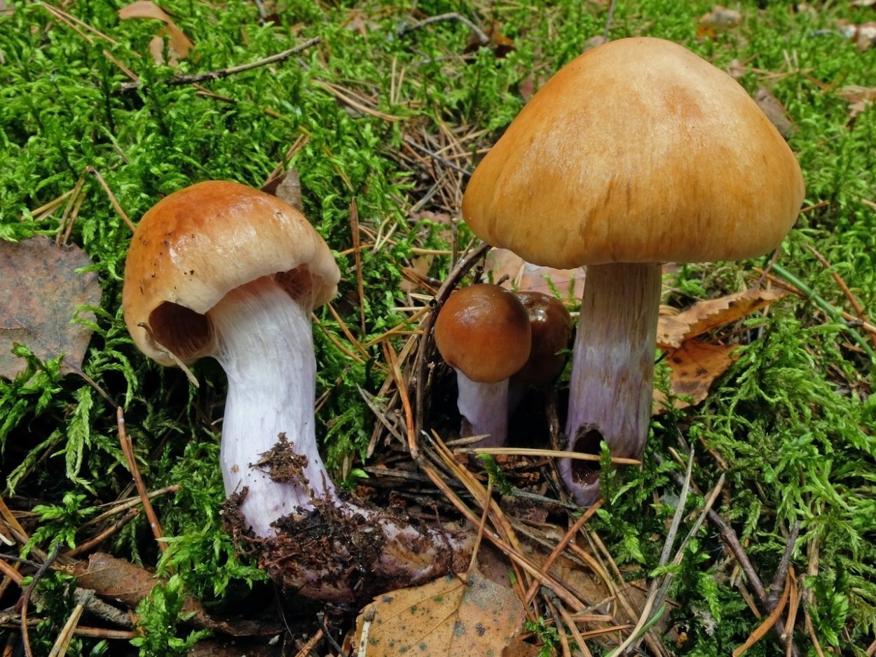 Паутинник голубоствольный (Cortinarius collinitus)