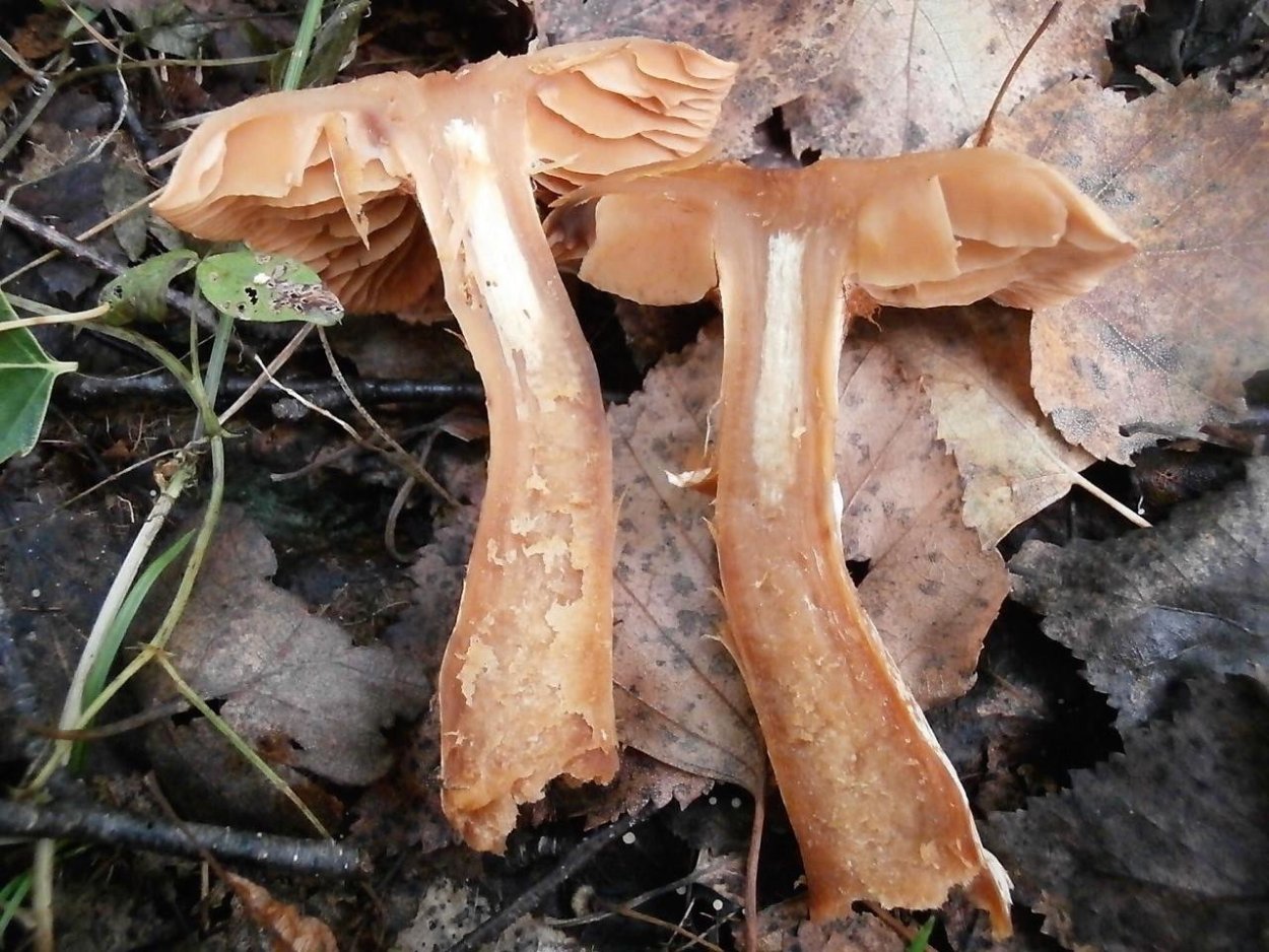 Паутинник лиловый