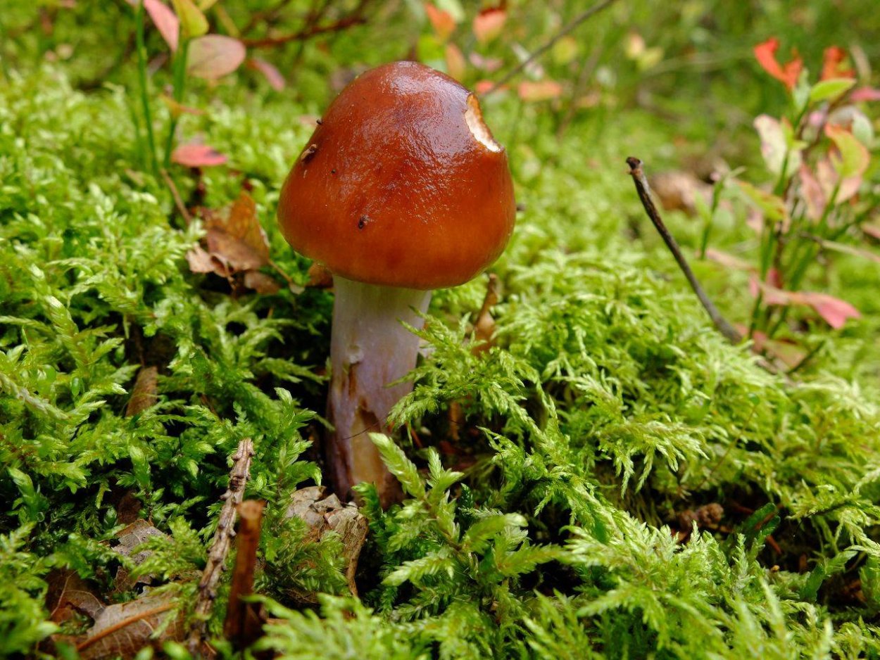 Cortinarius паутинник