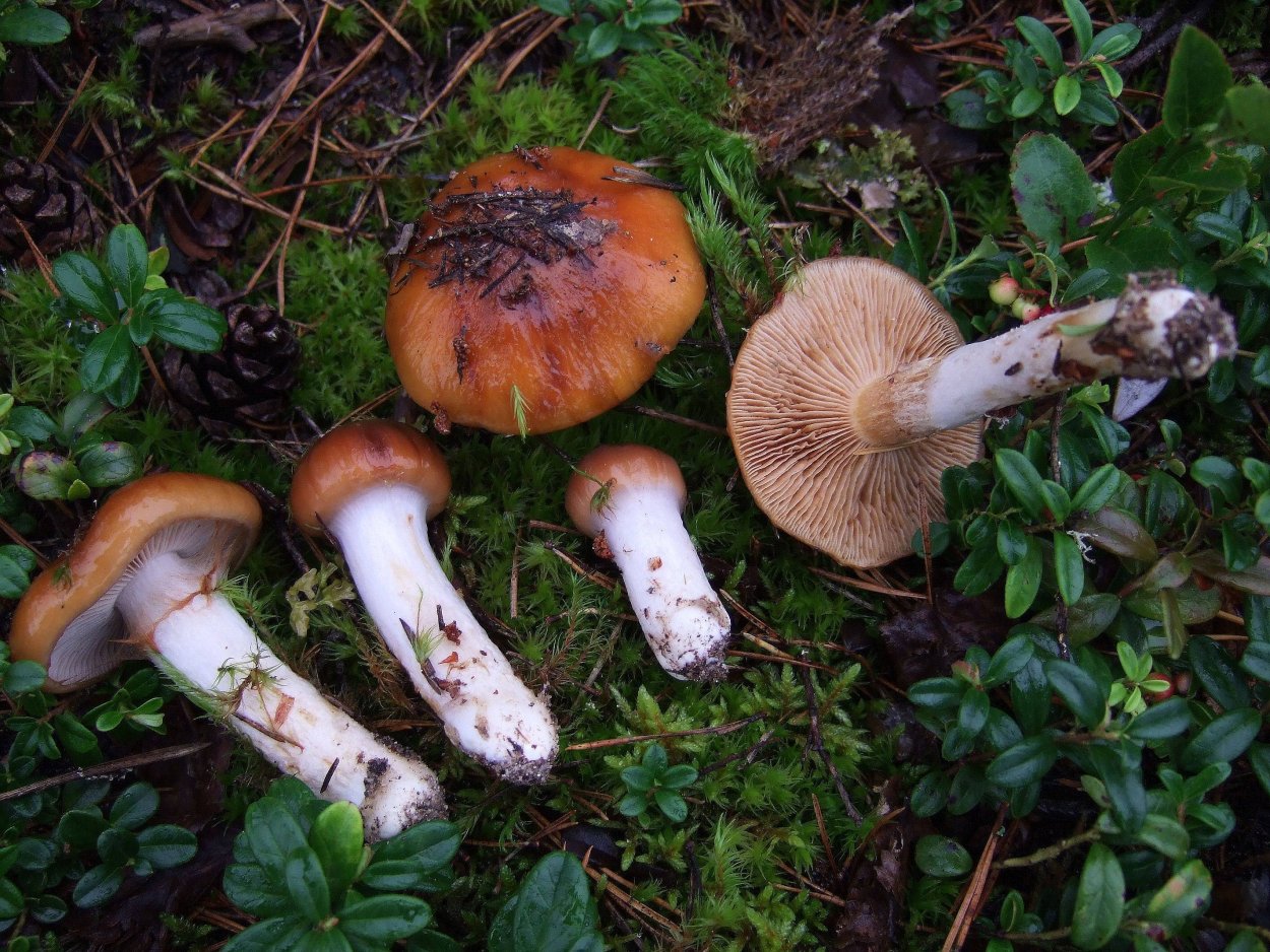 Cortinarius Atrovirens