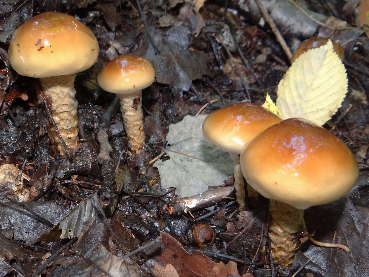 Паутинник голубой