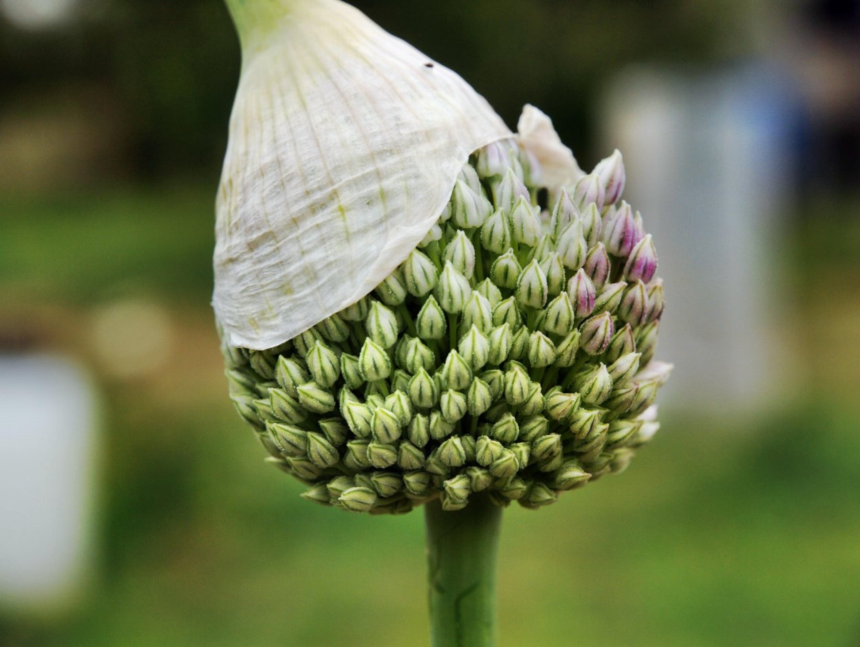 Рокамболь отцветшее соцветие