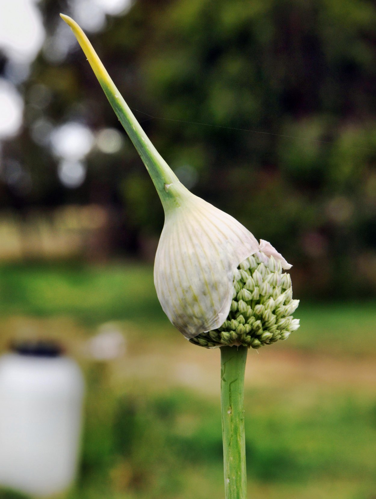 Соцветие Рокамболь