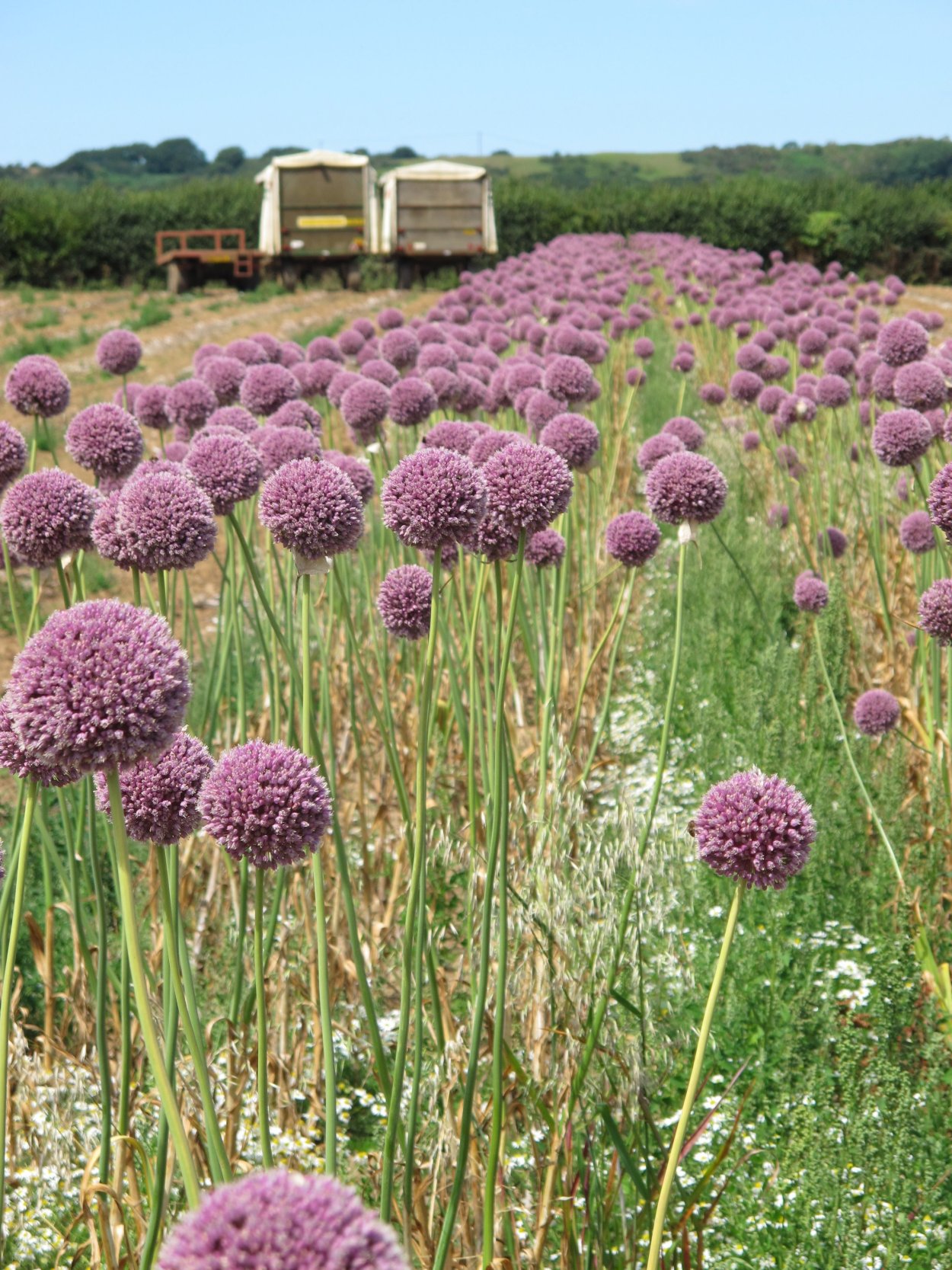 Чеснок Allium
