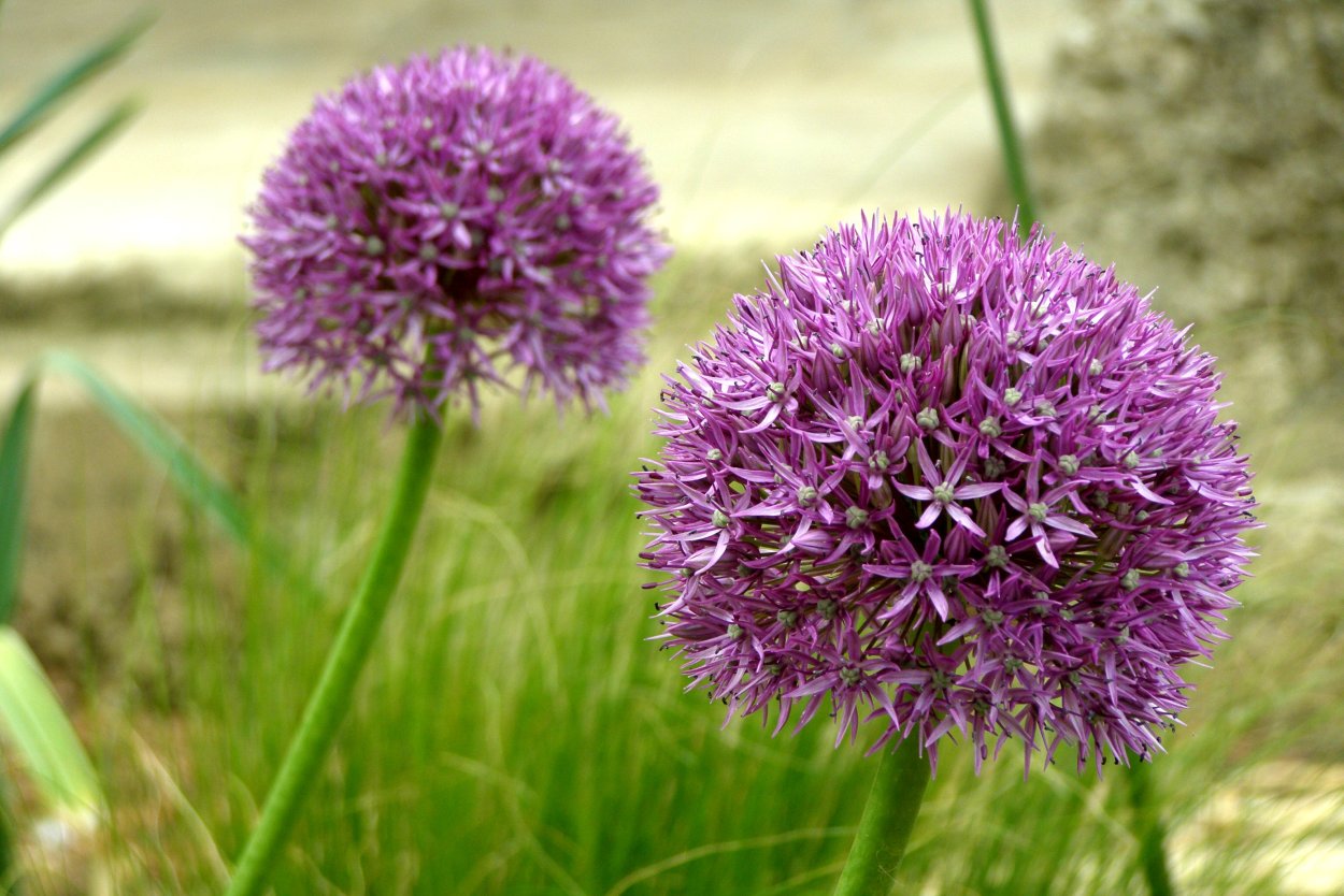 Рокамболь (Allium scorodoprasum)