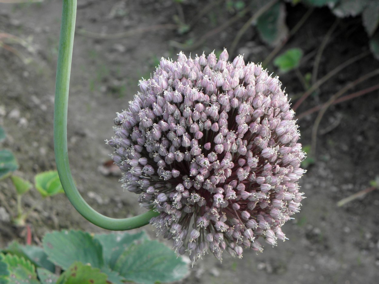 Соцветие Рокамболь