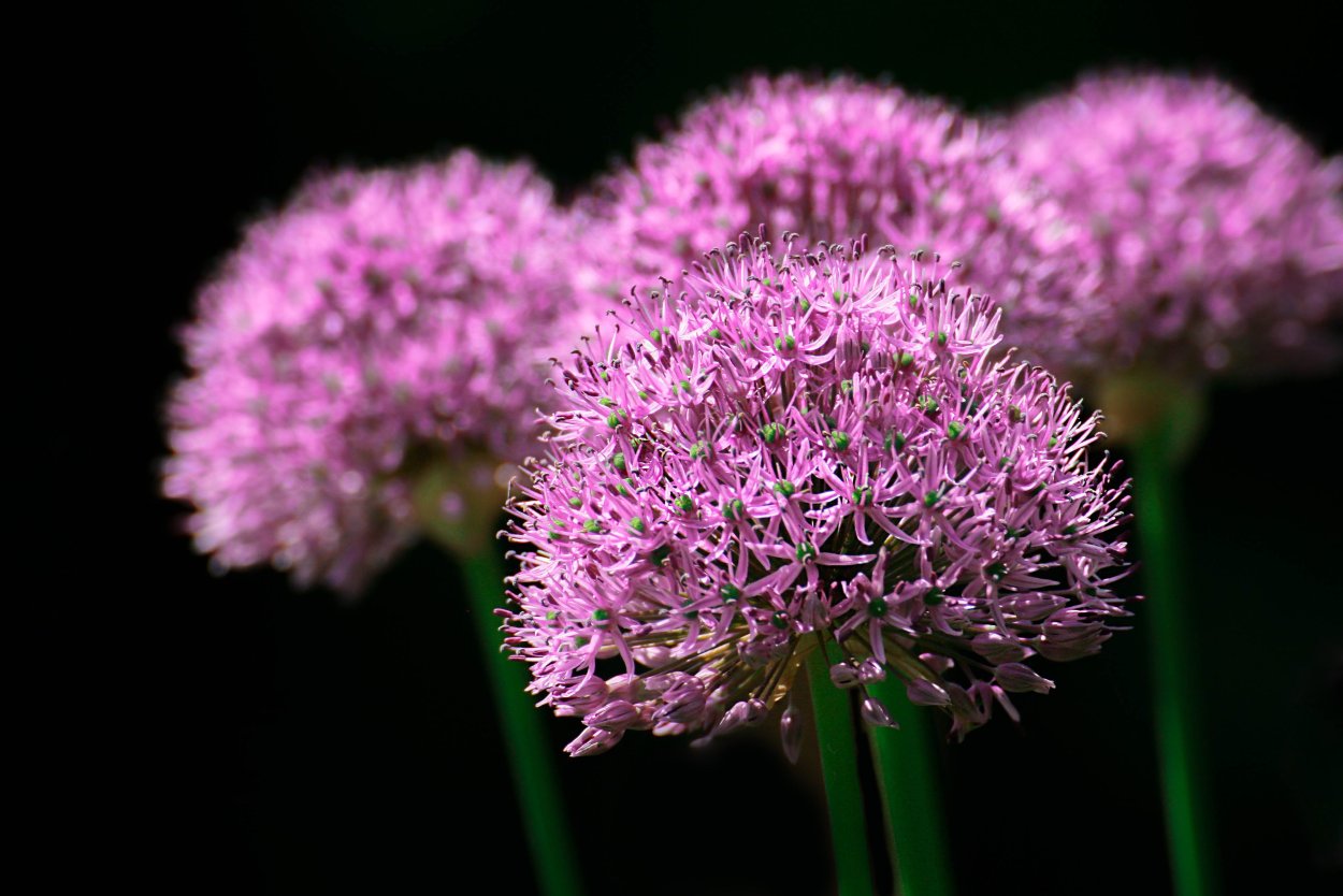 Allium porrum