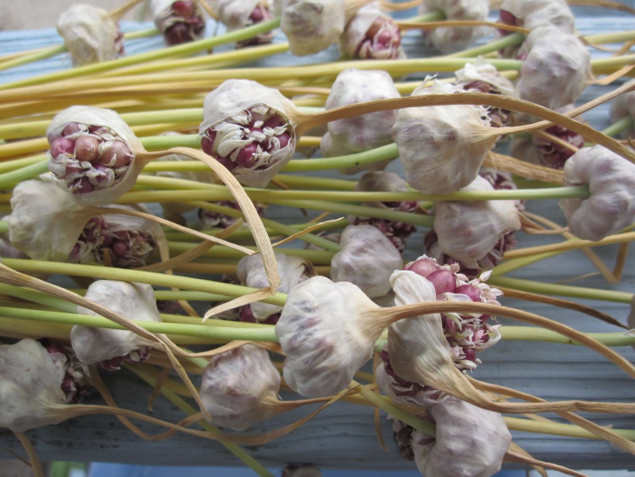 Цветущий чеснок небо