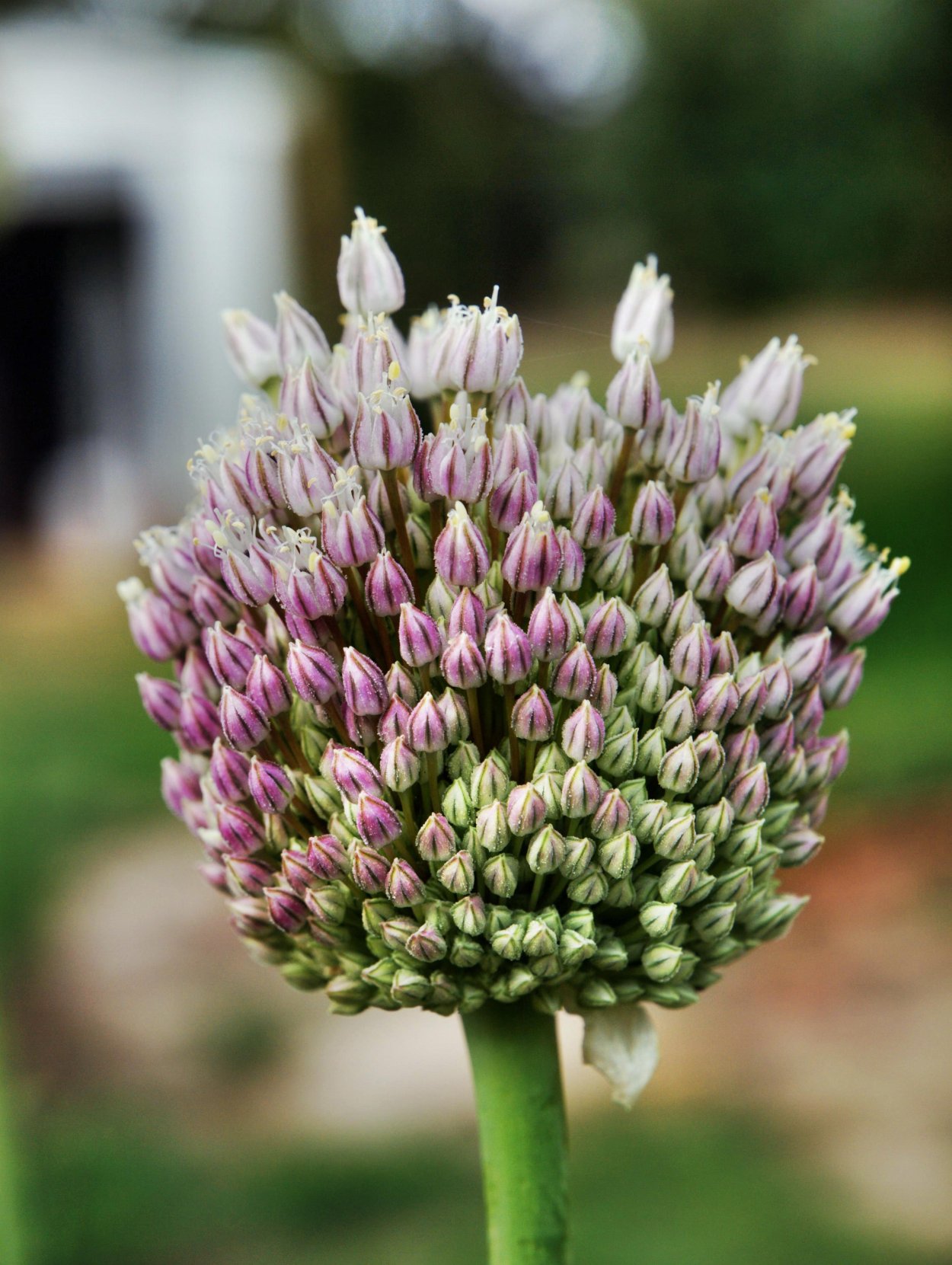 Аллиум сативум