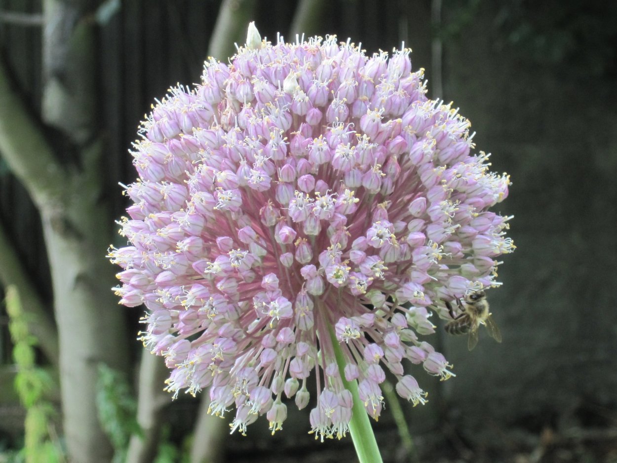 Чеснок цветет