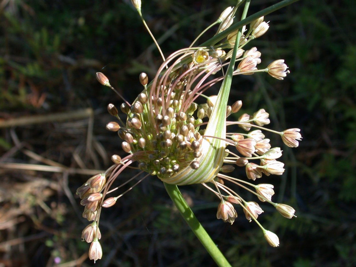 Шнитт слизун