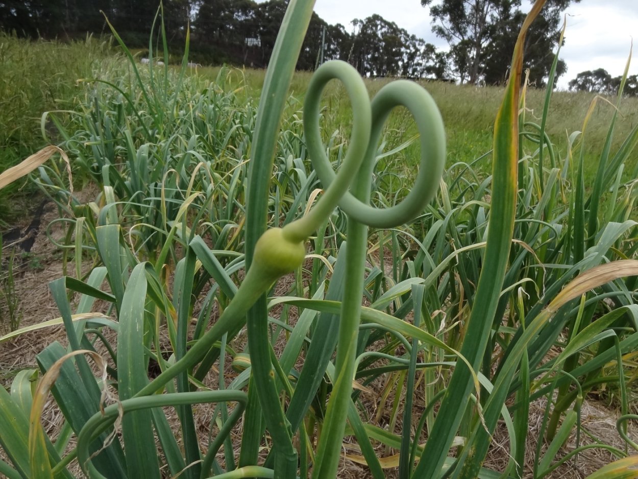 Рокамболь цветение