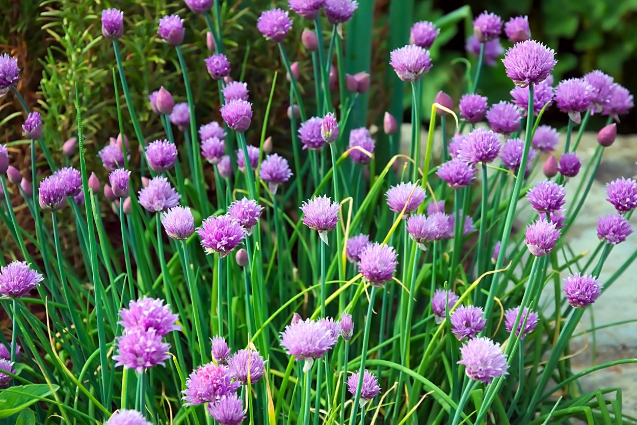 Allium wallichianum