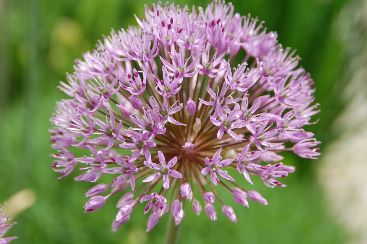 Рокамболь (Allium scorodoprasum)