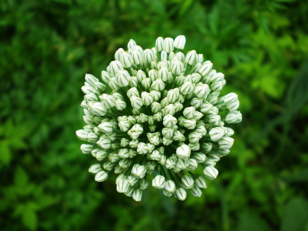 Соцветие Рокамболь